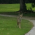 Coyotes Getting More Aggressive at Cerritos Park East