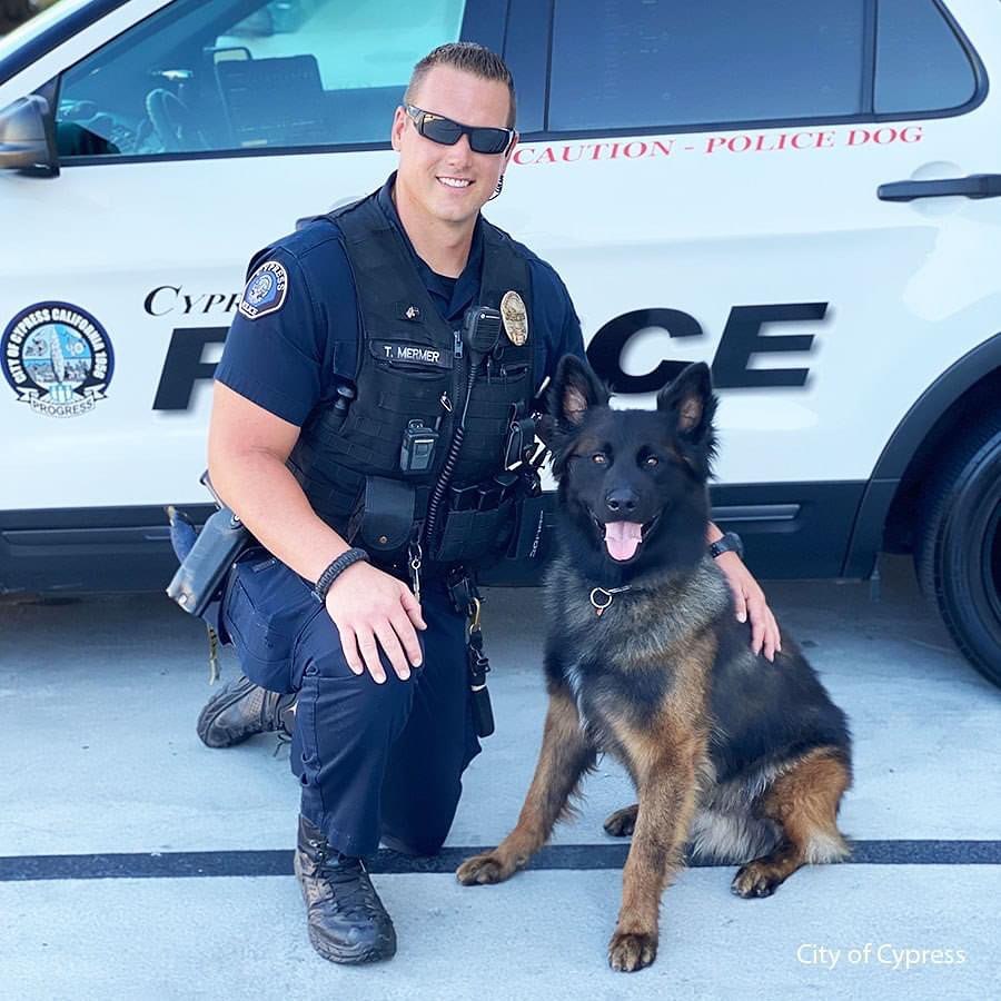 Cypres police K9 Bono