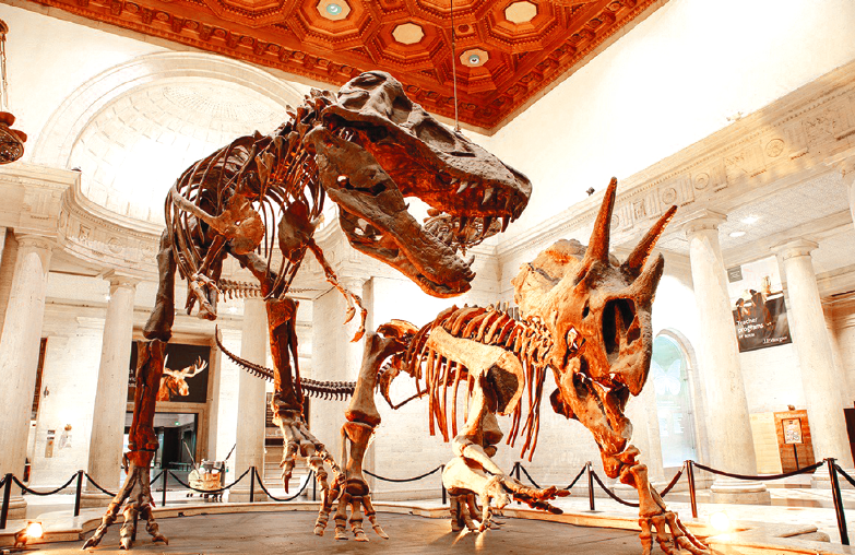 dinosaurs Natural History Museum