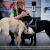 Finland deploys coronavirus-sniffing dogs at major airport