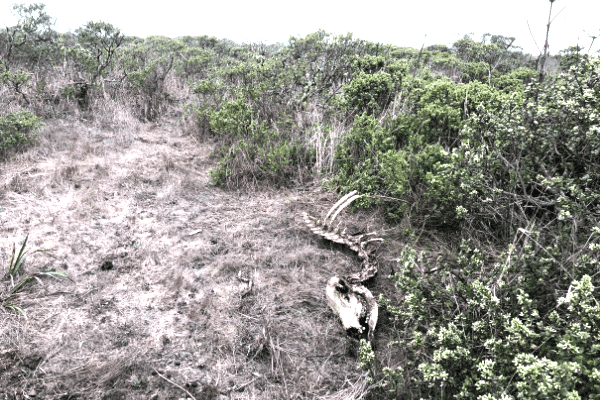 dead tule elk point reyes