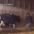 Cows Beaten and Trampled at Pico Rivera Company
