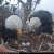 Live Feed: See Bald Eagles ‘Jackie’ and ‘Shadow’ Courtesy of the Friends of Big Bear Valley
