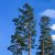 Cerritos Modifies Pine Tree Reforestation Program