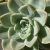 Succulent Sale at Bembridge House in Long Beach