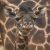 Giraffe Born at San Diego Zoo Gets a Name