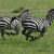 Zebras on the run for months in Maryland have been captured