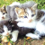 Kittens Looking for a Good Home